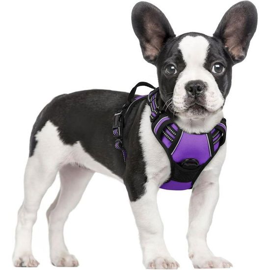 Harnais Chien Anti-traction - Taille XS à XL, Réfléchissant, Rembourré, Avec Laisse - Pour Promenade, Course, Dressage
