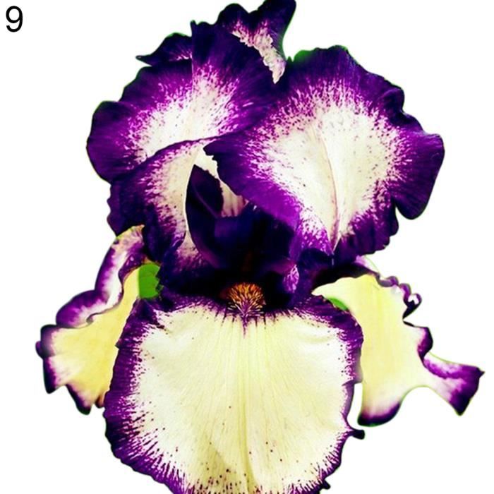 HOT 9 # 50Pcs Iris Graines Bonsaï Rare Vivace Fleur Maison Jardin Plantation Décoration