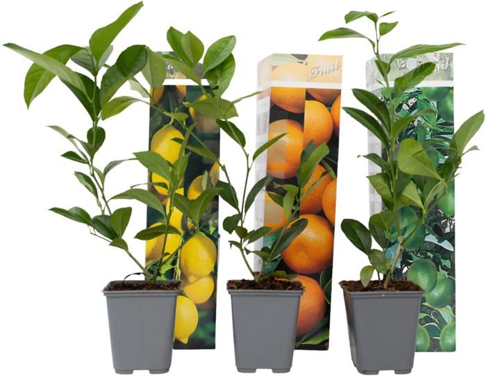 Kit 3 Agrumes En Pot - Citronnier, Oranger, Limettier - 25-40cm - Pot 9cm - Plantes Méditerranéennes D'Intérieur/Extérieur