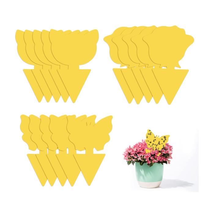 Frutilexia 20 Pièces Anti Moucherons Interieur, Attrape