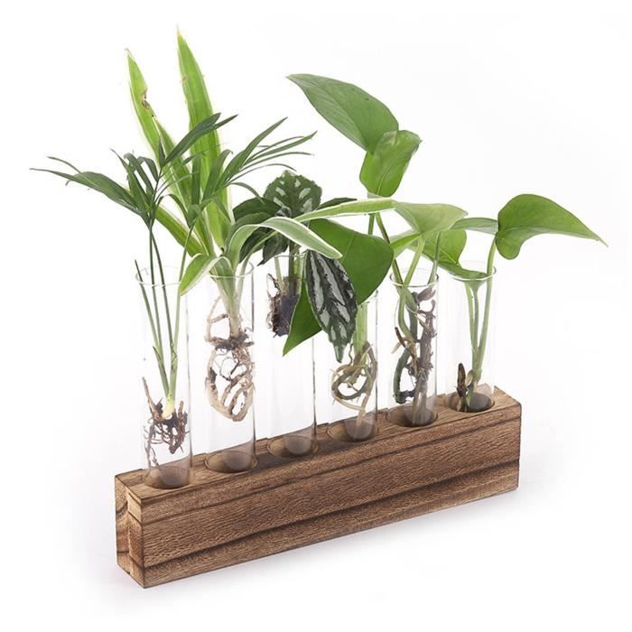 Terrarium pour plantes de bureau Station de Propagation des Plantes en
