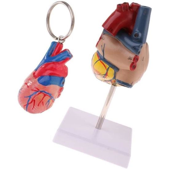 Porte-clés Estomac En Caoutchouc Dur - Décoration Anatomique Drôle, Cadeau Original Pour Professionnels De Santé Ou Halloween - Taille 50 Mm