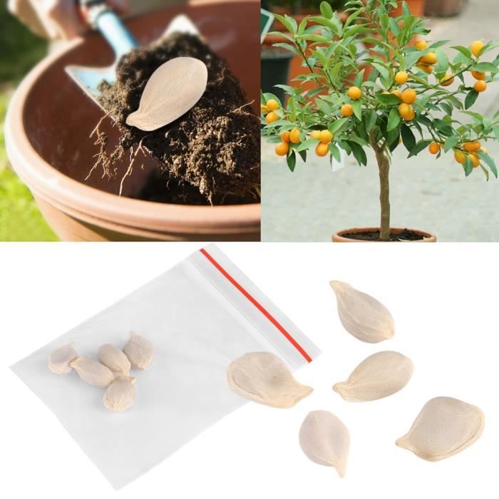 Graine semence 10 paquets de plantes en pot fruits mini bonsaï graines d'oranger jardin balcon décor-LAF