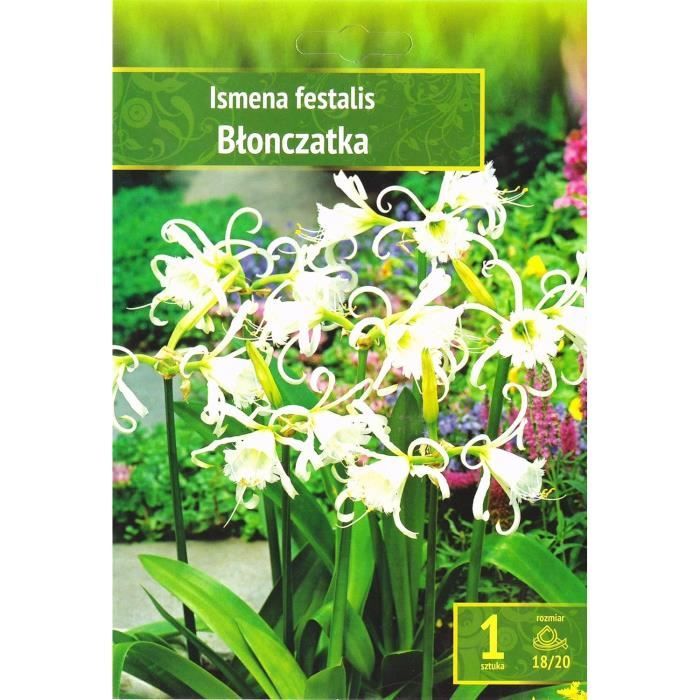 AGRONOM | CROCOUSS - BARR'S PURPLE - Bulbes De Fleurs | Des Fleurs