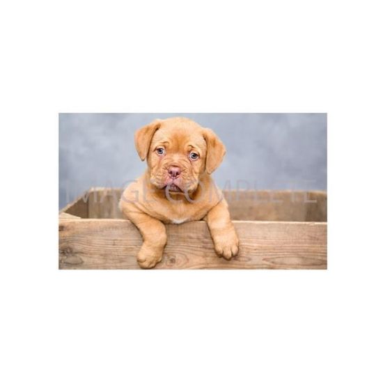 Mug Ceramique Chiot Dogue De Bordeaux Bebe Chien Portrait Mignon Cdiscount Puericulture Eveil Bebe