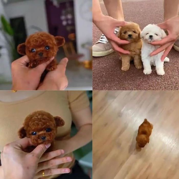 Peluche Robot Chien Realiste Interactif - Marche, Aboie, Remue La Queue - Compagnon Emotionnel Pour Enfants Et Aines