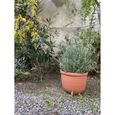 Pot de jardin Bassin lisse ICOL Diam 55 cm - hauteur 43 - Fabriqué en Italie - 100% recyclable - Pot en polyéthylène couleur terre-1