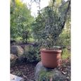 Pot de jardin Bassin lisse ICOL Diam 55 cm - hauteur 43 - Fabriqué en Italie - 100% recyclable - Pot en polyéthylène couleur terre-2