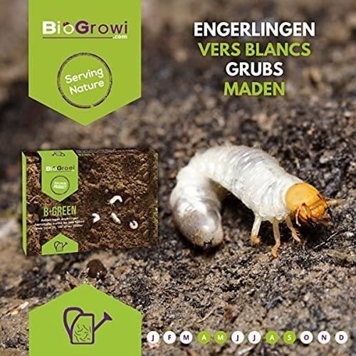 Nématodes HB anti vers blancs 50 millions – Lutte biologique pour 100m² – Application par arrosage – Écologique et durable – Biotop