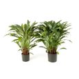 Plante Artificielle Dieffenbachia Feuilles Brunes-40 cm