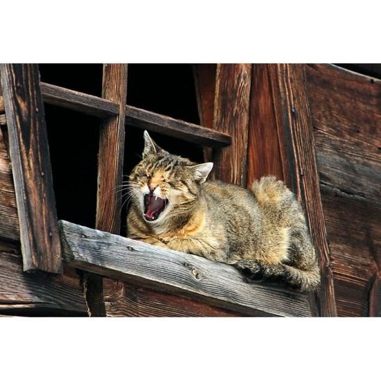 Posters Xxl Chats Sieste De Chat Ne Pas Deranger 1 X 180 Cm Achat Vente Arbre A Chat Posters Xxl Chats Sieste De Cdiscount