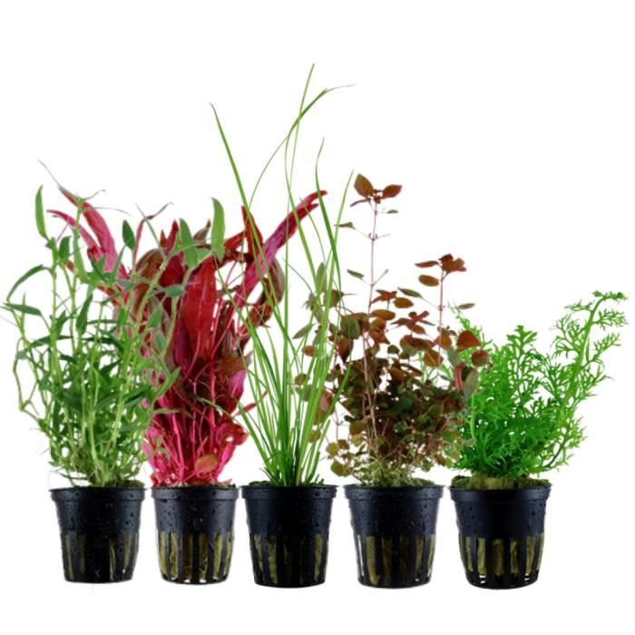 Comparer les prix de AquaOne Plantes d'aquarium - Set de pots de plantes No.118