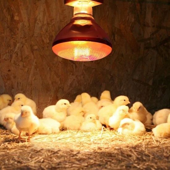 Lampe Chauffante Infrarouge 250W SKIKHN - Lumière Rouge Douce, Douille E27 - Pour Reptiles, Poulaillers, Animaux - Verre Résistant