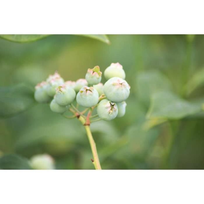 Vegetal Art La Minute Jardin Sur France Bleu Berry Societe D