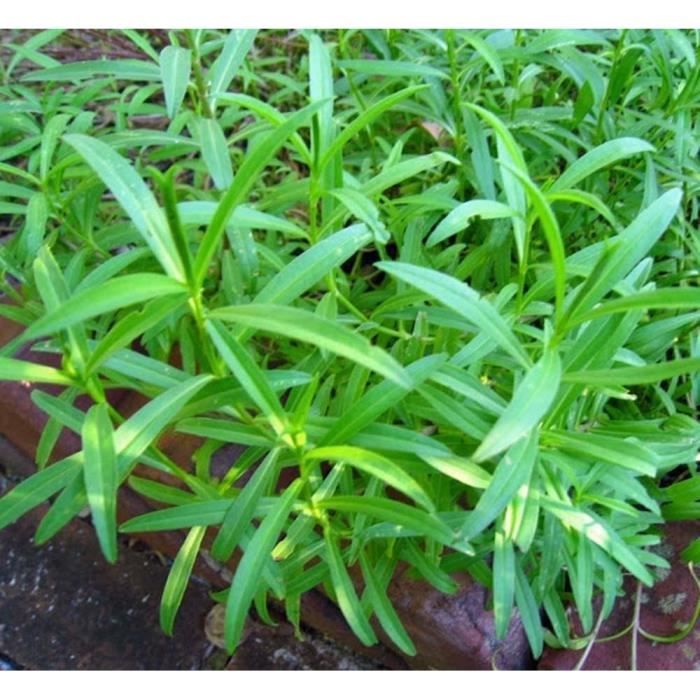 Graines D'Estragon Bio Heirloom - 500 Graines Non OGM, Parfait Pour Jardin Et Cuisine