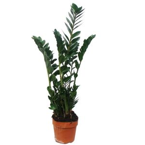 PLANTE POUSSÉE Exotenherz - Zamioculcas zamiifolia, Lucky Feather 17cm Pot
