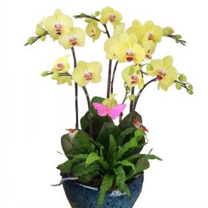 GRAINE - SEMENCE 100PCS Phalaenopsis Graines Orchidée Graines Bonsaï Fleur Graines pour la Maison Garden-Yellow