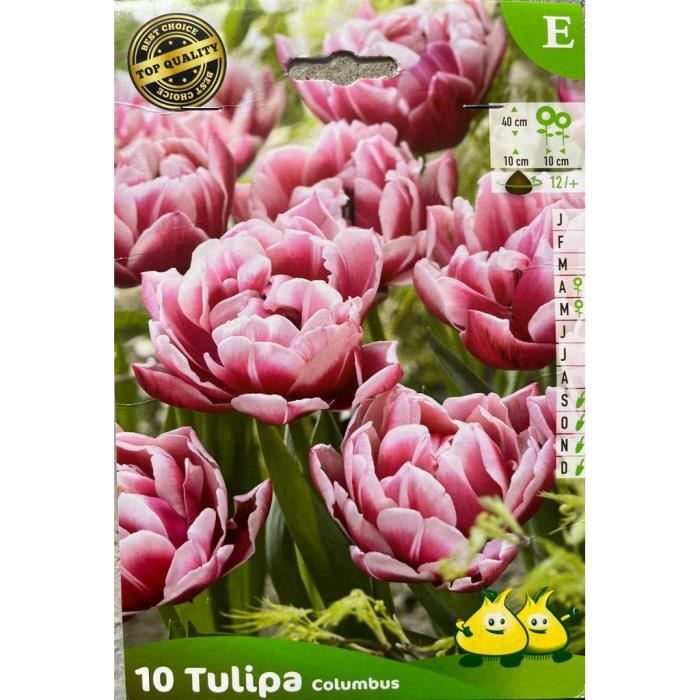 Tulipe Colombus - Bulbes de fleurs - Rose - Non comestible