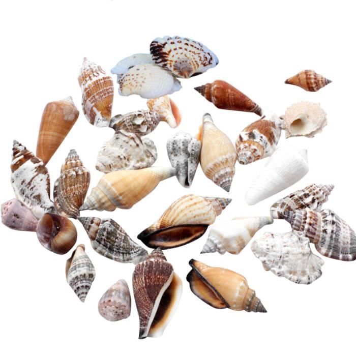 1 Pack De 410g Naturel Conque Shell Sea Star Recif De Corail Micro Paysage Ornements Exquis Accessoires Gracieux Coffret Biberons Cdiscount Puericulture Eveil Bebe