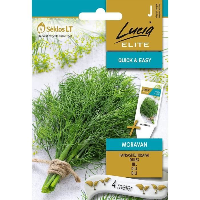 aneth-moravan-graines-graines-de-l-gumes-aneth-graines-graines