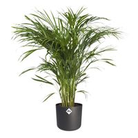 Plante d'intérieur – Palmiste multipliant en pot de fleur anthracite cylindrique comme un ensemble – Hauteur: 90 cm XD50