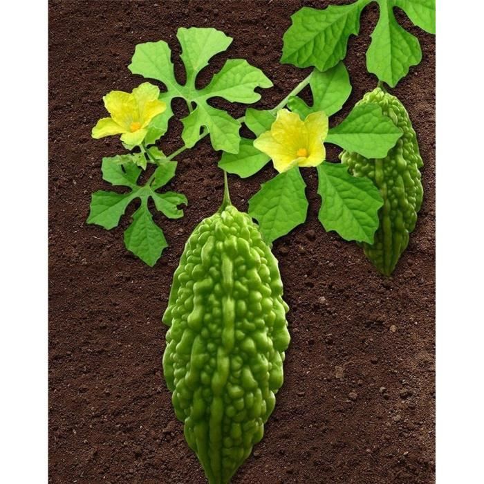 30 pièces Graine de melon amer Légume de jardin non OGM vert herbe