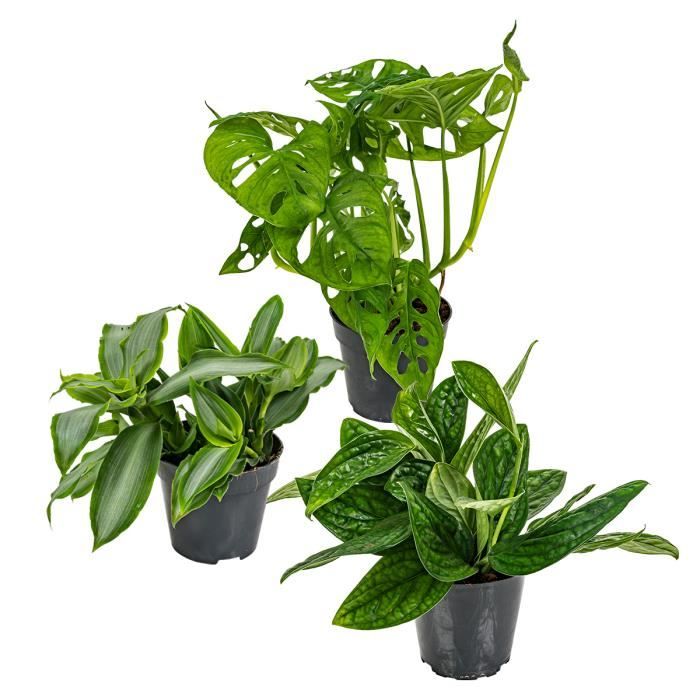 Lot De 3 Plantes De Rocaille - Résistantes Au Gel - Hauteur 15-25 Cm - Pot 14 Cm - Pour Jardin, Sol Caillouteux - Facile D'entretien