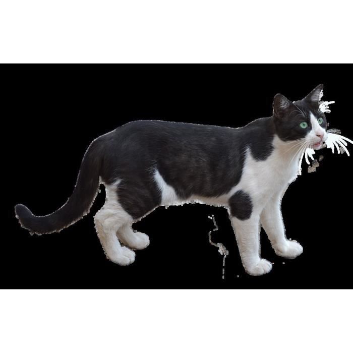 Poster Affiche Chat Noir Et Blanc Europeen Mignon Chat De Ville Felix 61cm X 95cm Cdiscount Maison