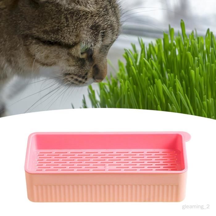 Boîte de plantation d'herbe à chat pour chat, plateaux de