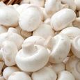 100 graines de champignons blancs-2