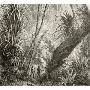 Scarica Gratis Images Papier Peint Intisse Amazonia Multicolore Achat Vente Papier actualisé par