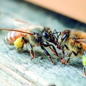 COFFRET GASTROMONIE Smartbox - Parrainage de ruche, extraction de miel