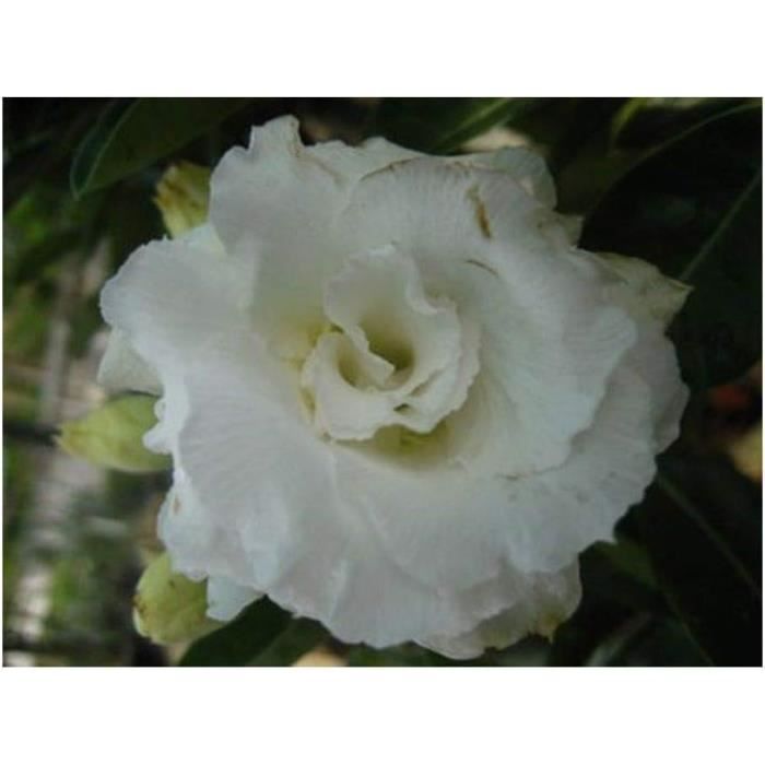 Adenium Obesum NangFaahRose Du DésertFaux Baobab3 Graines[x4532] Cdiscount Jardin