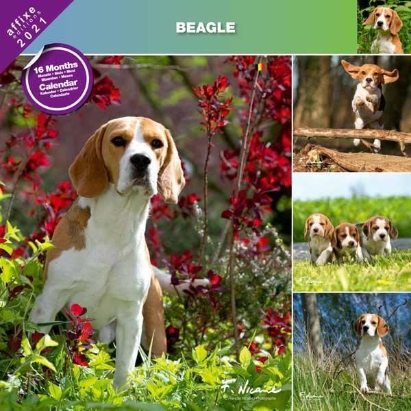 Calendrier Affixe 2023 Calendrier Beagle 2021 - Affixe - Cdiscount Beaux-Arts Et Loisirs Créatifs