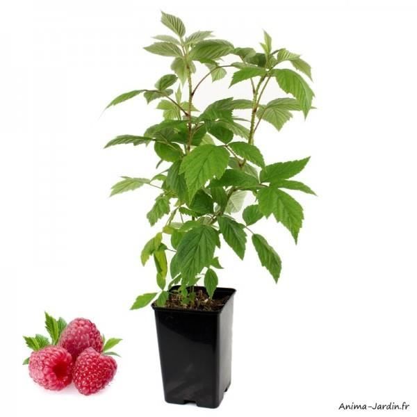Framboisier remontant Héritage, fruitier, arbuste à petits fruits, pot de 1,3L