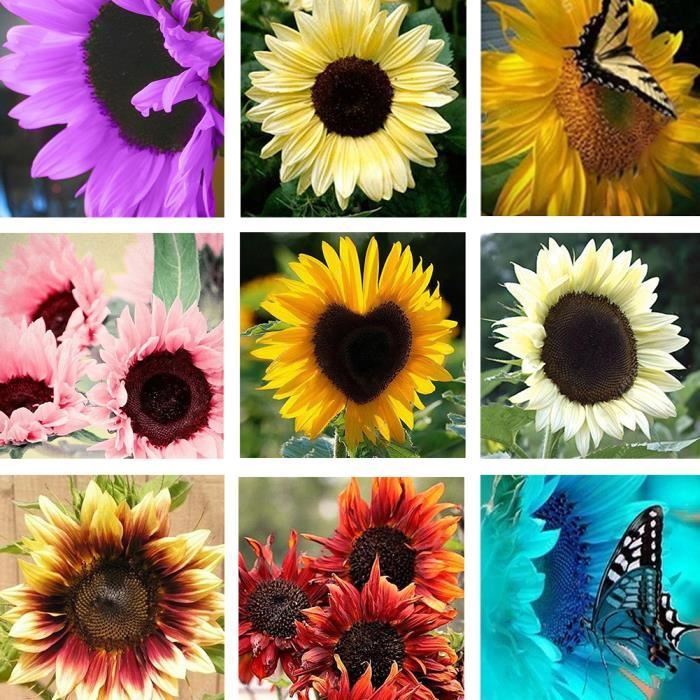 Hot 50 Pcs Tournesol Helianthus Annuus Graines Facile Cultiver