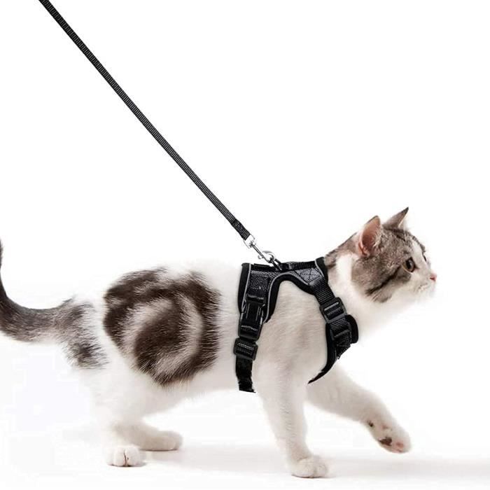 Harnais pour chat avec bande luminescente de sécurité