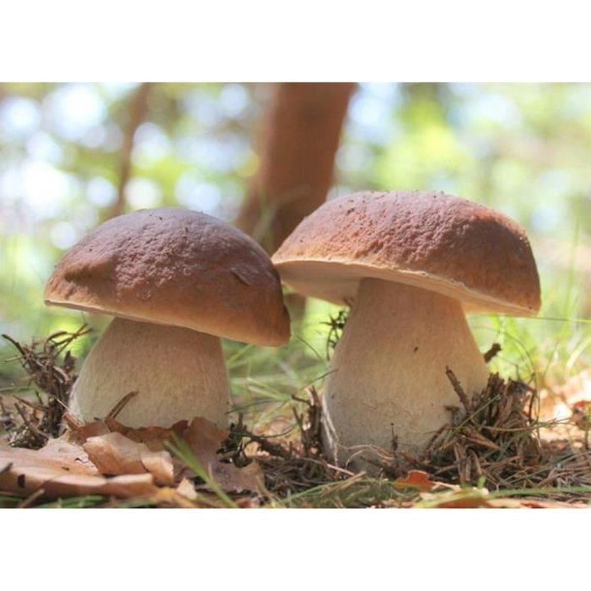 Bolet Bade Cultiver Vos Propres Champignons Mycelium Champignons Foret Plantes D Exterieur Jardinage