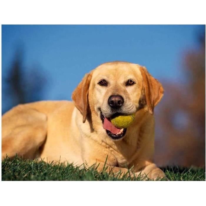 5D Diamant Broderie Diamant Peinture,Animaux Rottweiler Chien De Compagnie,Point De Croix