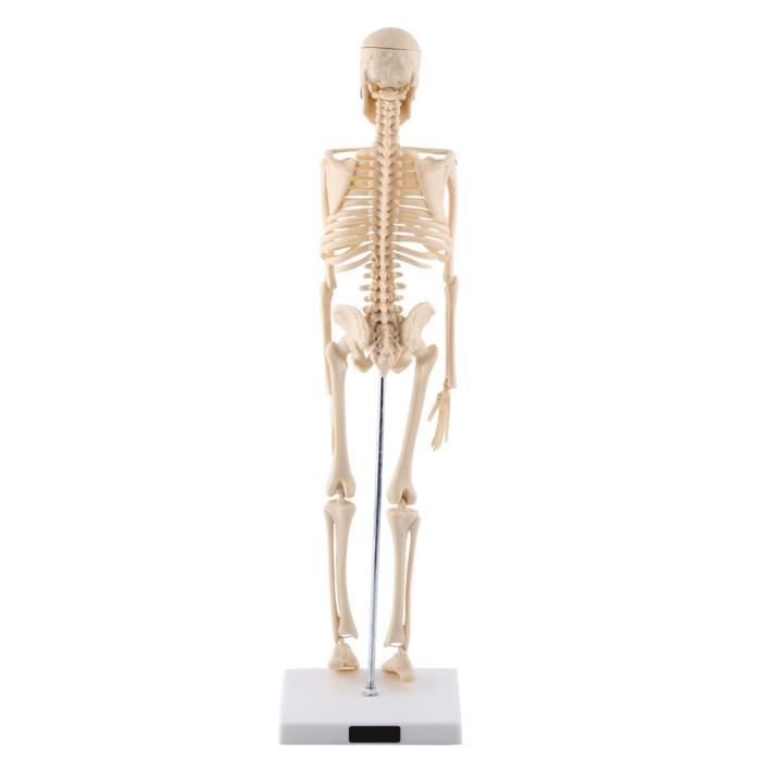TMISHION Modèle de squelette 1 pc modèle anatomique de squelette