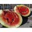 Desserts Mixtes Bebe Agrobits Melon D Eau Sugar Baby Seulement 73 Jours 15 Graines Groco Cdiscount Animalerie Desserts Mixtes Bebe Agrobits Melon D Eau Sugar Baby Seulement 73 Jours 15 Graines Groco Cdiscount Animalerie