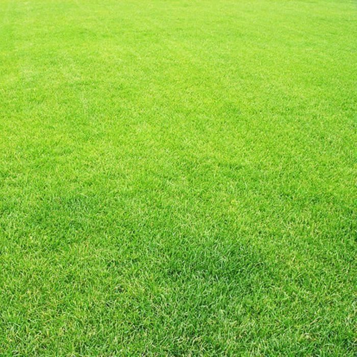 300Pcs Graines de Gazon Herbe-Parcelle de Verdure Graines de Feuillage Plantes de Jardin Décor de Jardin BDH824B10353*PL10540