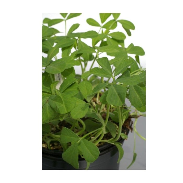 Graine - Semence - Fenugrec (Trigonella foenum-graecum)