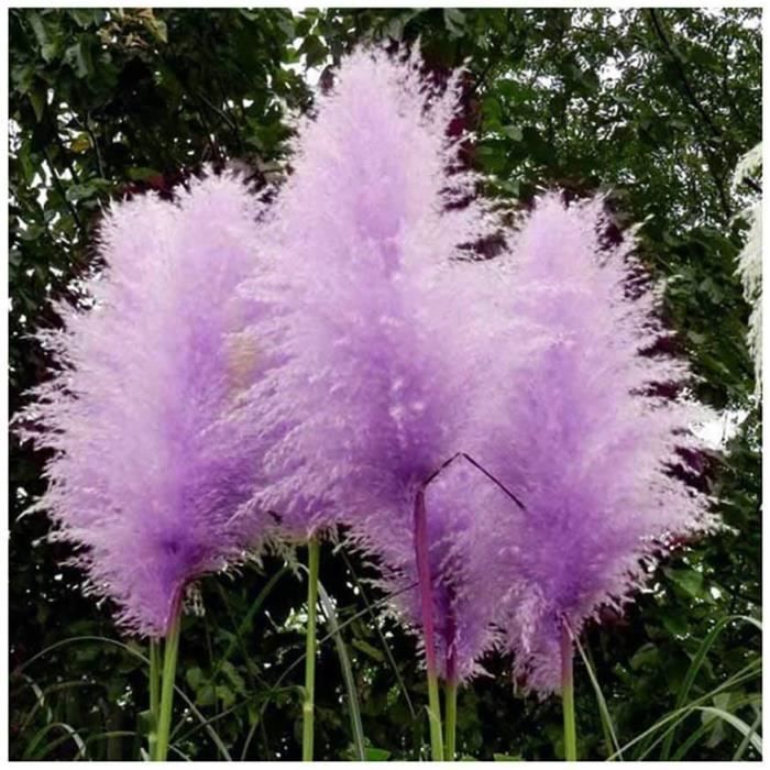 Herbe de pampa pourpre (cortaderia selloana)-ornamental grass-env. 50  graines-inflorescence colorée en violet-rose - Cdiscount Jardin