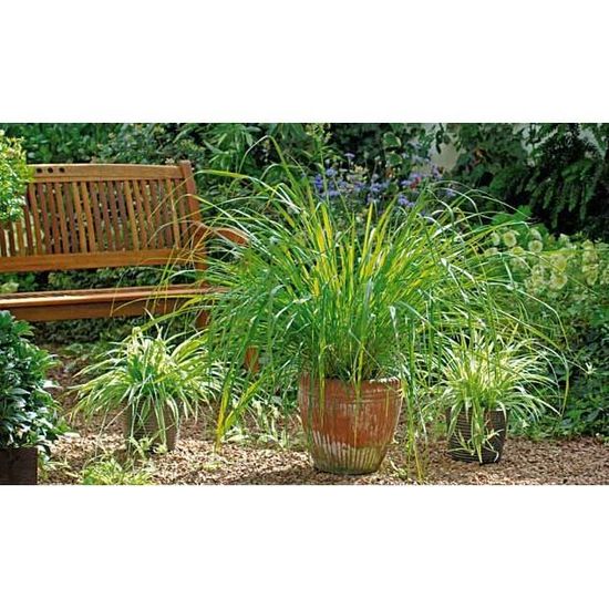 Acheter Plant De Citronnelle Citronnelle De Madagascar Achat Vente Plante Poussee