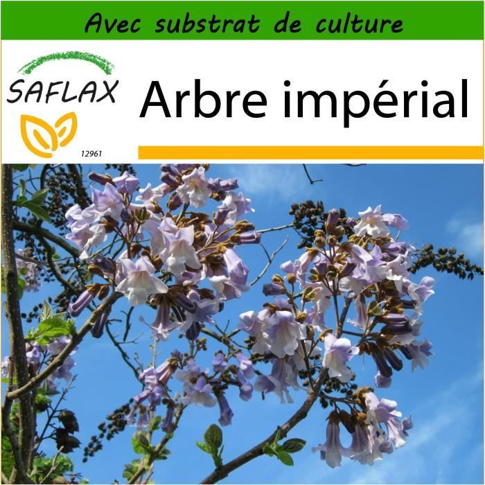 SAFLAX - Arbre impérial - 200 graines - Avec substrat - Paulownia tomentosa