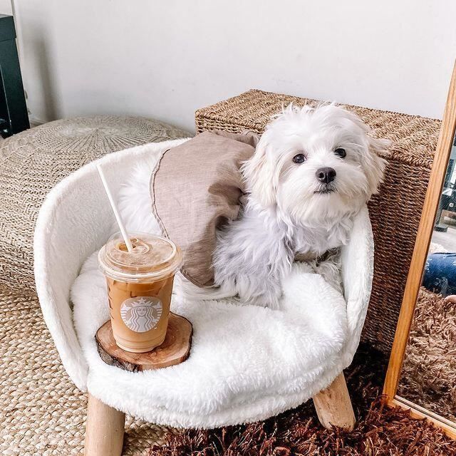 Meilleurs prix pour BingoPaw Canapé pour Chien Fauteuil pour Chien Chat Petite Taille 41.5 x 41.5 x 32.8cm