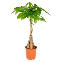 Pachira Aquatica - Money Tree - Plante d'intérieur - Peu d'entretien – D19 cm - H75-85 cm