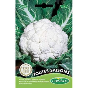 GRAINE - SEMENCE Graines Chou-Fleur Toutes Saisons[m126]