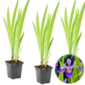 PLANTE POUSSÉE 3x Iris 'Versicolor' - Iris sauvage - Plante de bassin - Rustique - D9 cm - H20-30 cm